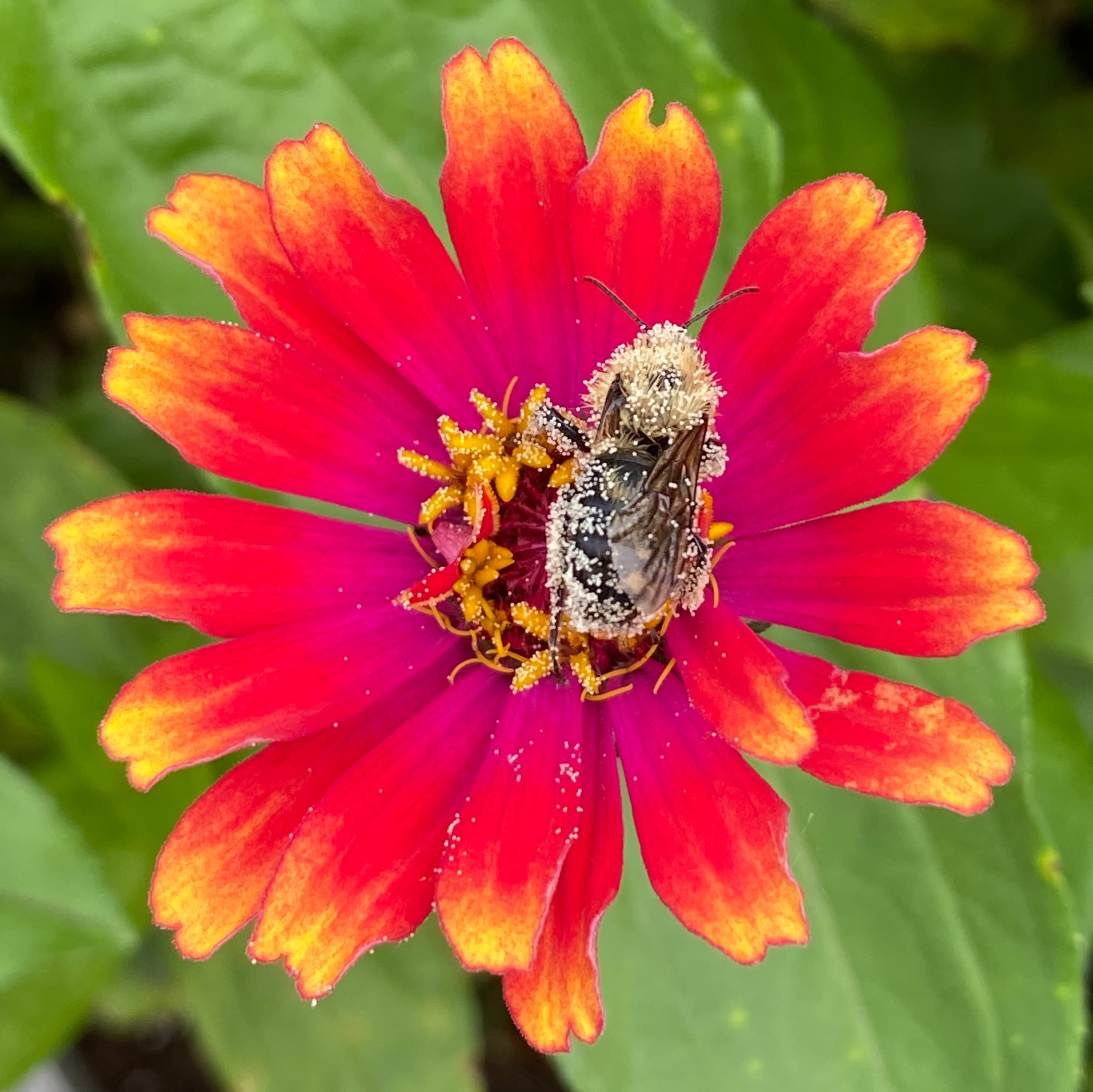 Bee covered in pollen on zinnia